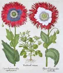 Amapolas ornamentales