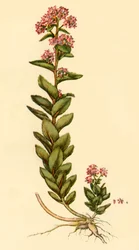Orpine, 1777, 1944