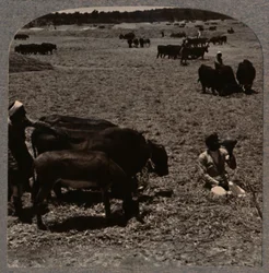 Bueyes trillando maíz, c. 1900