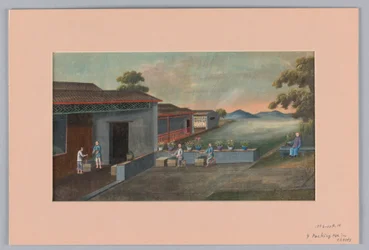 Empacando té en cofres, 1890-1910