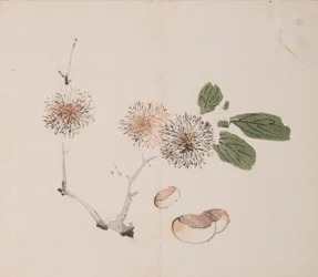 Página de Shi Zhu Zhai