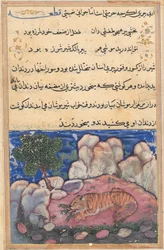 Página de Cuentos de un loro Tuti-nama: Decimoquinta noche: El león perturbado por ratones..., 1558-1560