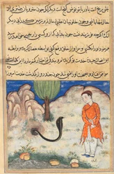 Página de Cuentos de un loro Tuti-nama: Trigésima séptima noche: El príncipe..., c. 1560