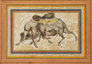 Página de un muraqqa disperso, o álbum, que representa dos camellos peleando, pintura c1675
