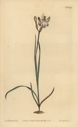 Ixia de flores pintadas, Ixia fucata