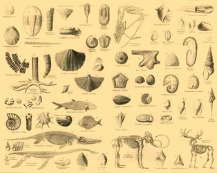 Paleontología, c. 1910