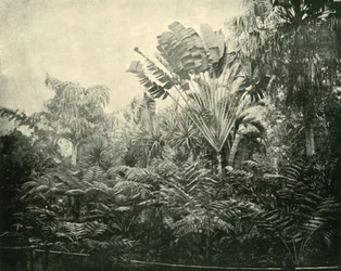 Isla de palmas y helechos, Jardines Botánicos, Brisbane, 1901