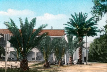 Palmeras, Hammam Meskoutine, Argelia