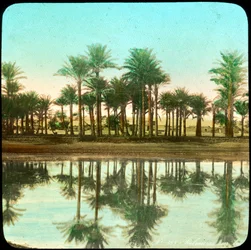 Palmeras reflejadas en el agua, India, finales del siglo XIX o principios del siglo XX
