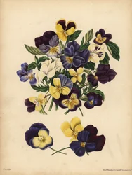 Pensamientos, Viola tricolor, Pensamientos: Ocupas mis pensamientos o Pensez a Moi