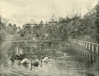 Estanque de papiros, Jardines Botánicos de Brisbane