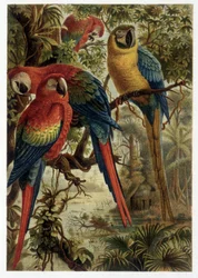 Loros - en “La vita degli animali” de A.E. Brehm, Torino