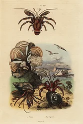 Alga cola de pavo real, Padina pavonica 1, cangrejo ermitaño común, Pagurus bernhardus 2, cangrejo ermitaño de ojos azules, Paragiopagurus diogenes 3, y Pagurus alatus 4