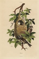 Pájaro moscón, Remiz pendulinus, y nido