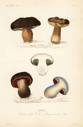 Boletus edulis y Suillellus luridus
