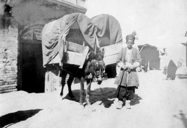 Transporte de burros persas, Bagdad, Irak, 1917-1919