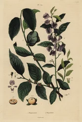 Caqui, Dospyros kaki 1, y arbusto azul de karri, Hovea elliptica Platychilum celsianum 2