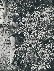 Recolectando café, 1916