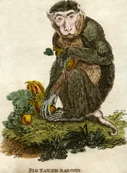 Babuino de cola de cerdo