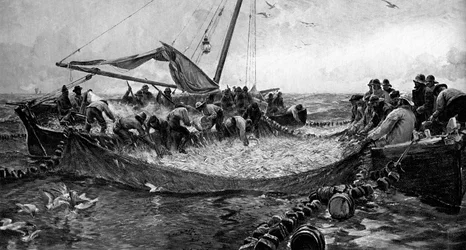 Sardinas, 1900