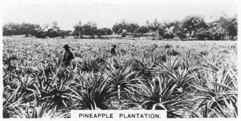 Plantación de piñas, Australia, 1928