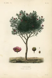 Cistus creticus