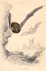 Murciélago Pipistrelle Pipistrellus pipistrellus, 1828