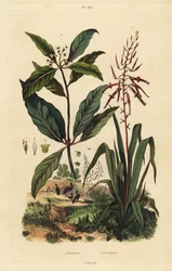 Pitcairnia bifrons 1, y árbol de caja victoriano, Pittosporum undulatum 2