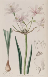 Placea ornata