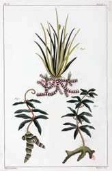 Plantas medicinales, China