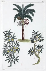 Plantas medicinales, China