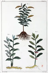 Plantas medicinales, China