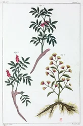 Plantas medicinales, China