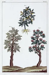 Plantas medicinales, China