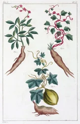 Plantas medicinales, China