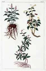 Plantas medicinales, China