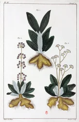 Plantas medicinales, China