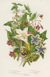 Plantas venenosas