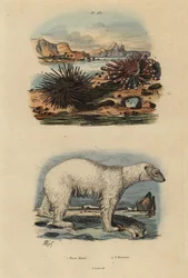Oso polar, Ursus maritimus, erizo de mar comestible vulnerable, Echinus esculentus y erizo de lápiz rojo, Heterocentrotus mammillatus