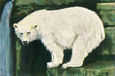 Oso polar de Spitzbergen, c1928
