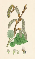 Populus canescens. Álamo gris, siglo XIX