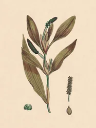 Potamogeton rufescens. Hierba de estanque rojiza, siglo XIX