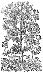 Patata, 1640