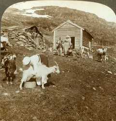 Bonitas chicas noruegas cuidando vacas y cabras en las montañas Haukeli, Noruega, c1905