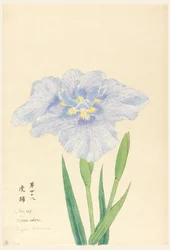 Impresión, Danza del Tigre (Tora-Odori), No. 48
