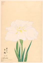 Impresión, Cascada blanca (Shirataki), No. 28