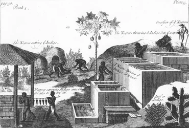 Producción de tinte índigo con mano de obra esclava: Indias Occidentales o América Central, 1725