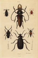 Psalidognathus friendii 1, Madre de la Culebra, Acanthinodera cumingii 2, Allocerus dilaticorne 3, Callipogos barbatus 4, Anacolus sanguineus 5 y Prionus flavipennis 6