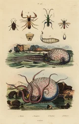 Pseudoscorpion, Chthonius orthodactylus, Octyptera bicolor, pulpo pelágico tuberculado, Ocythoe tuberculata, y escarabajo falso de aceite, Oedemera nobilis