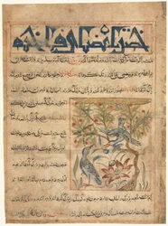 Cualidades de las Palomas recto de un Manafi al-Hayawan Sobre la Utilidad de los Animales, c. 1300